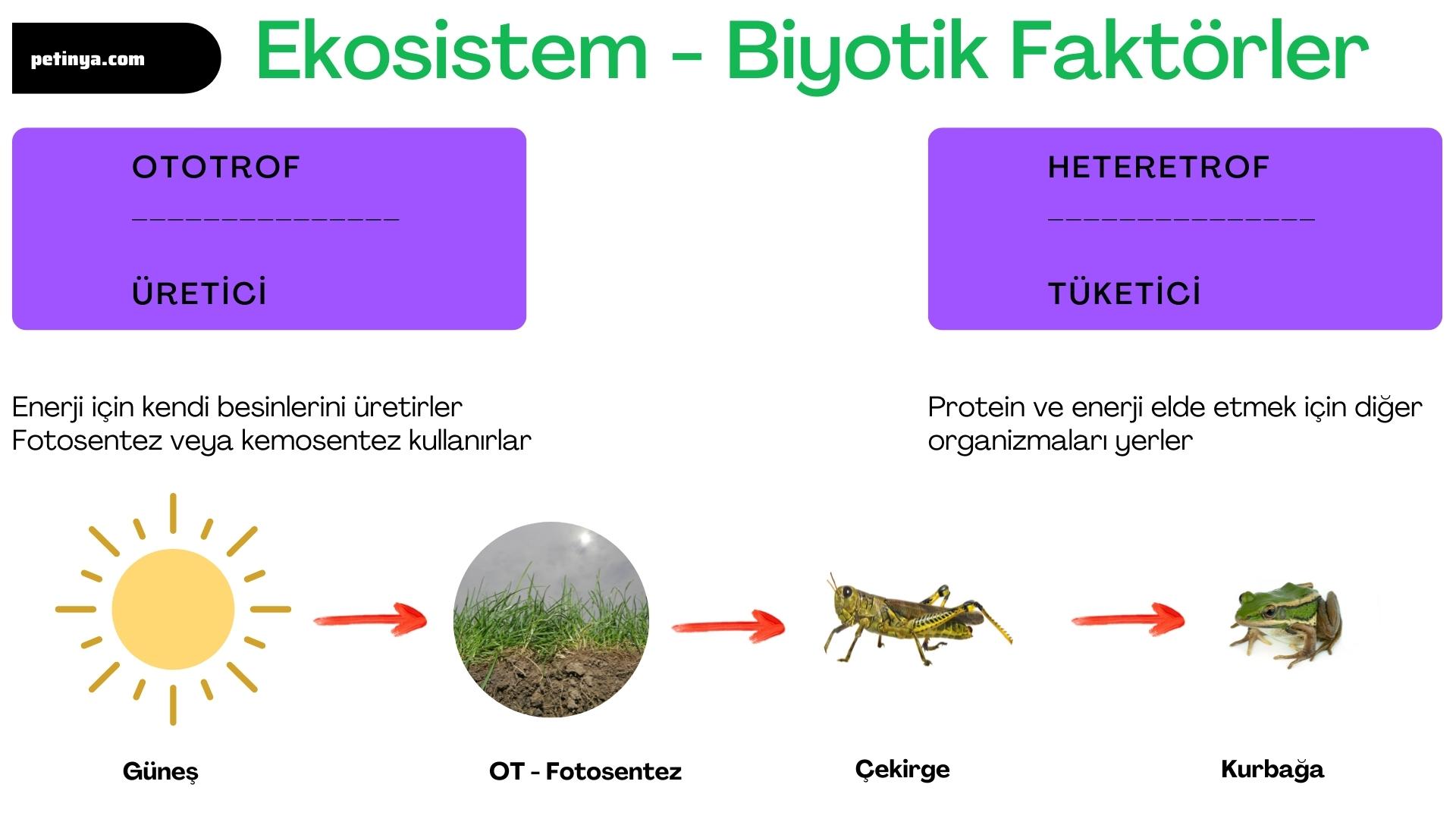 ototrof ve heteretrof